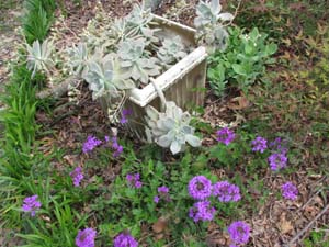 verbena garden