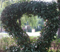 my twisted heart hedge