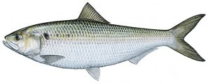 American Shad