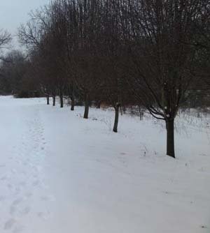 footprints in the snow