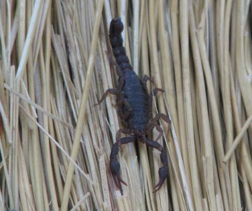 scorpion found in central georgia